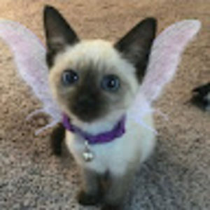 Meet your Posher, Ciara